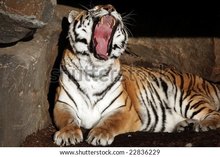 Siberian Tiger yawning with mouth wide open.