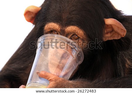 Young Chimpanzee drinking from a glass.  Isolated on white background.