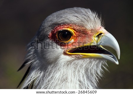 Closeup of a Secretary Bird with an open beak.
