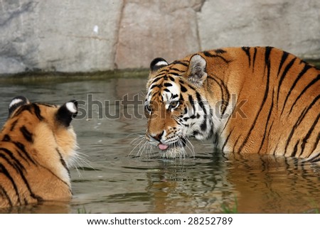 cute tiger cubs wallpapers. +tiger+cubs+wallpaper
