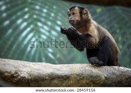 Capuchin Monkey raising his fists as if he\'s ready to fight.