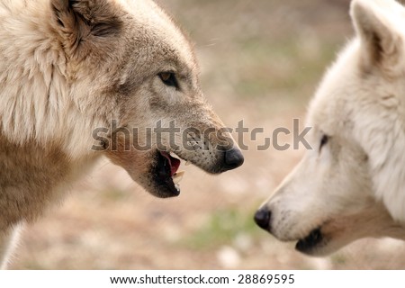 Two Wolves challenging each other against a blurred background.  Selective focus on Wolf showing her teeth.