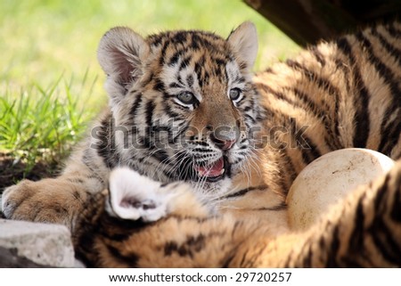 Closeup of a Siberian Tiger Cub playing with another cub.
