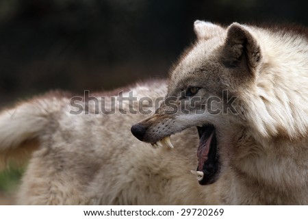 http://image.shutterstock.com/display_pic_with_logo/212254/212254,1241502792,9/stock-photo-angry-wolf-showing-his-teeth-29720269.jpg