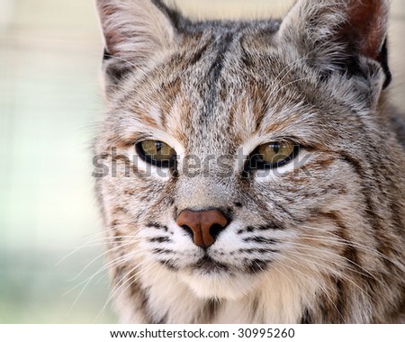 Hunting Bobcat