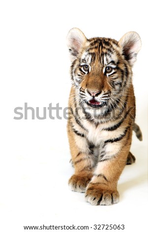 cute tiger cubs wallpapers. of a Siberian Tiger Cub.