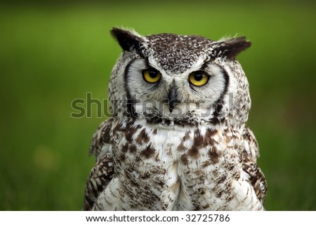 Closeup of a Great Horned Owl against a green blurred background.