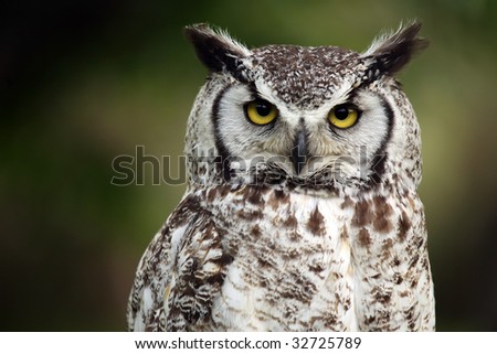 Great Horned Owl staring at the viewer with a grumpy expression.