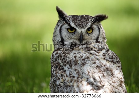 Closeup of a beautiful Great Horned Owl against a natural blurred background.