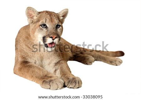 Studio portrait of a Mountain Lion isolated on a white background.