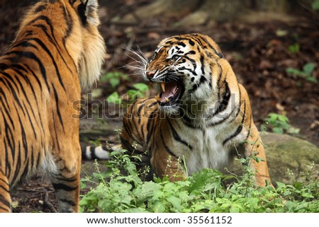 Images Of Tigers Fighting. Sumatran Tigers fighting