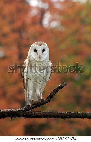 Barn Owl against natural blurred background.