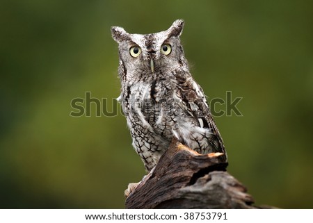 Eastern Screech-Owl staring at the camera with a dazed expression.