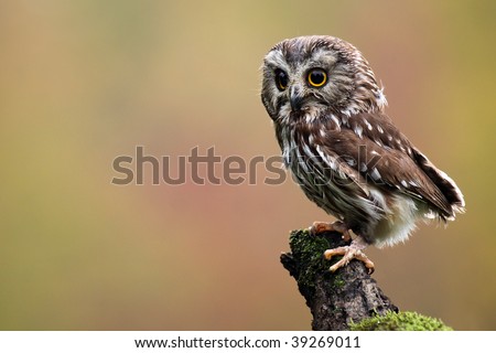 northern saw owl