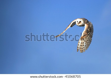 Barn Owl in flight.