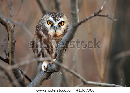 Closeup of a wild Northern Saw-Whet Owl.
