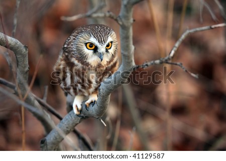 Closeup of a Northern Saw-Whet Owl