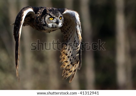 Horned Owl in flight.