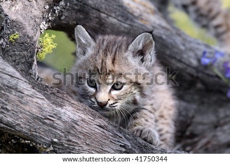 Canadian Lynx Kitten. tiny Canadian Lynx Kitten.