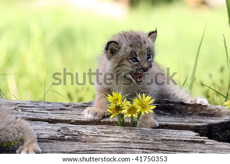 Canadian Lynx Kitten. of a Canadian Lynx Kitten