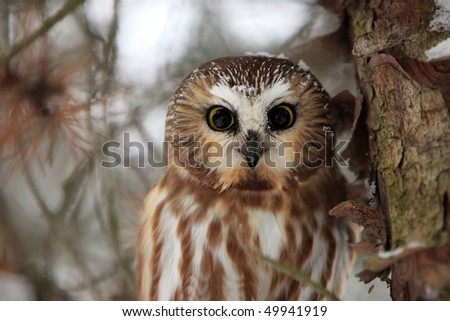 Closeup of a curious Saw-Whet Owl with huge eyes and open beak.