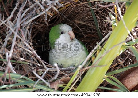 Wild Female Monk Parakeet in a nest in Cape Coral, Florida.
