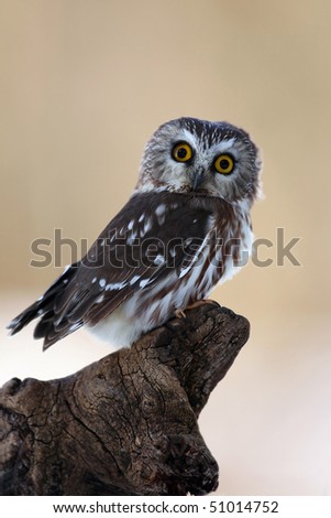 Closeup of a funny Saw-Whet Owl staring at the camera with two different colored eyes.