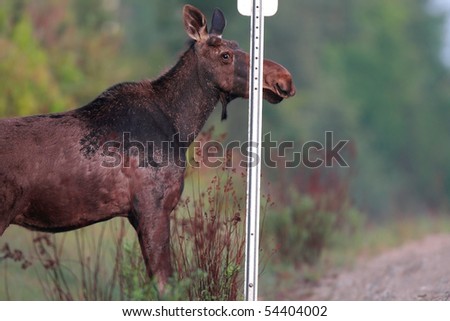 Young Moose standing behind a road-sign on Hwy 60 in Algonquin Provincial Park, Ontario, Canada.
