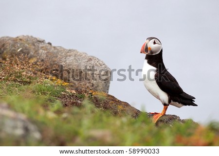 Atlantic Puffin standing on a cliff in Newfoundland, Canada.