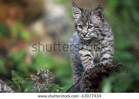 stock photo : Baby Bobcat