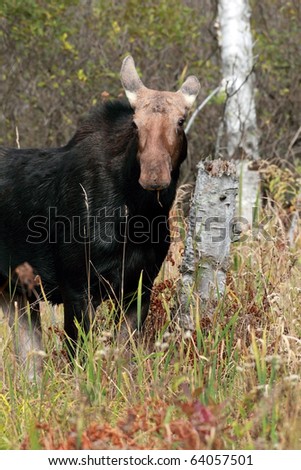 Female Moose in Algonquin Provincial Park, Ontario.