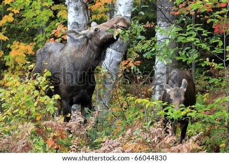 Cow Moose and her calf eating during the rut in Algonquin Provincial Park, Ontario.