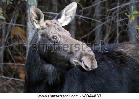 Closeup of a cow moose in Algonquin Provincial Park during the rutting season.