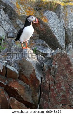 Atlantic Puffin on a cliff in Newfoundland, Canada.