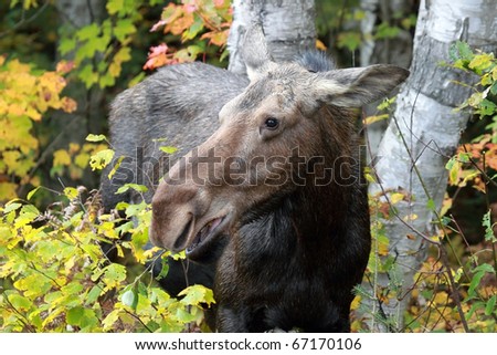 Female Moose during the rutting season at Algonquin Provincial Park in Ontario, Canada.