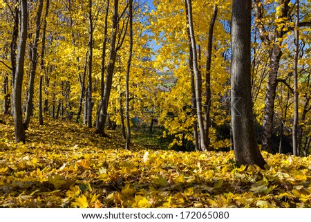 Maple golden forest at Bolshoe Boldino settlement, Russia
