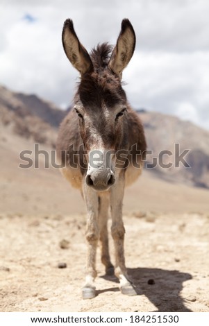 Close-up of donkey head, Zanskar Valley, Ladakh, India.