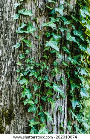 Close up of ivy leaves covering and old tree