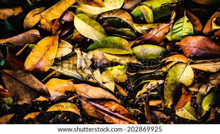 Autumn leaves background. Fallen foliage. Leaf litter background