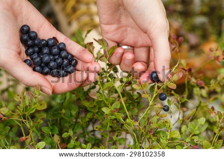 Picking bilberries. Woman gathering wild northern berries. Plucking.