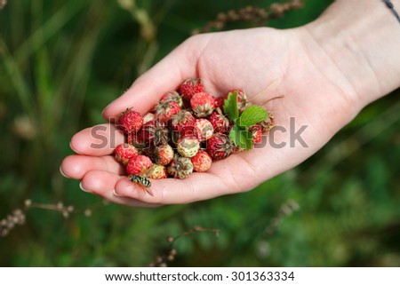Female handful of wild berries (strawberries, briar, stone berries). Selective focus on berries