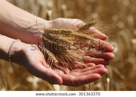 Female hands holding the rye ears against rye field background
