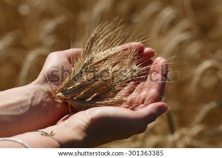 Female hands holding the rye ears against rye field background