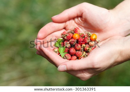Female handful of wild berries (strawberries, briar, stone berries)