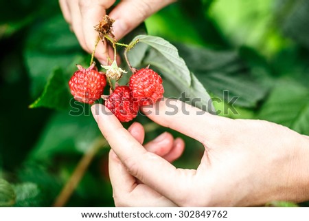 Raspberry picking. Female hands gathering organic raspberries on a rainy day. Selective focus,very shallow depth of field