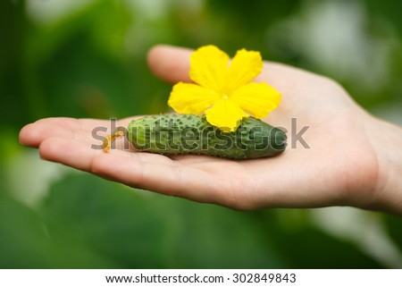 Female hands holding tiny cucumber. Locavore, clean eating,organic agriculture, local farming,growing,harvesting concept. Selective focus on cucumber