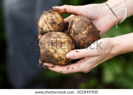 Potato harvesting. Female hands holding potatoes straight from the field. Locavore, clean eating,organic agriculture, local farming,growing concept. Selective focus