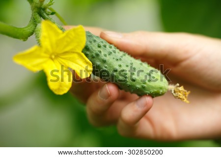 Female hands holding tiny cucumber. Locavore, clean eating,organic agriculture, local farming,growing,harvesting concept. Selective focus on cucumber