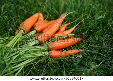 Freshly harvested and washed carrots drying on a green grass. Locavore movement, local farming, harvesting concept