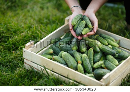 Woman holding a  freshly harvested cucumbers. Locavore movement, local farming, harvesting concept